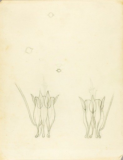 Acacias