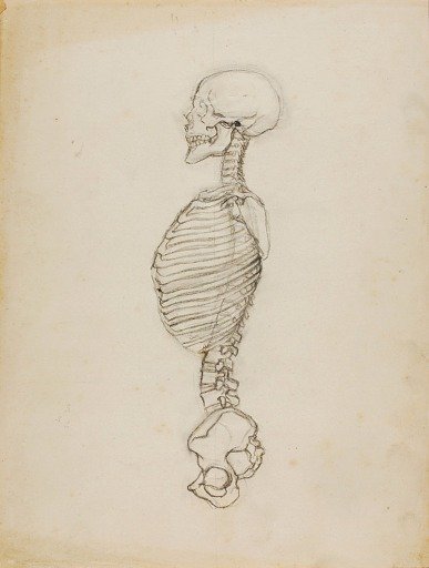 Anatomy