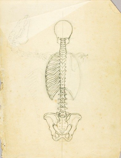 Anatomy Study