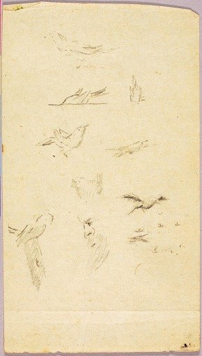 Birds