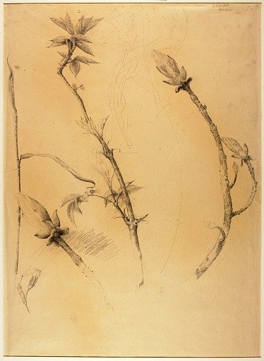 Branches