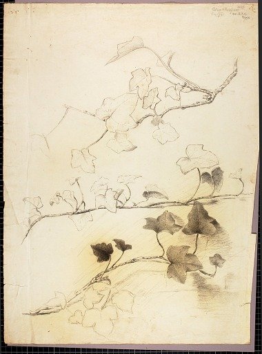 Branches