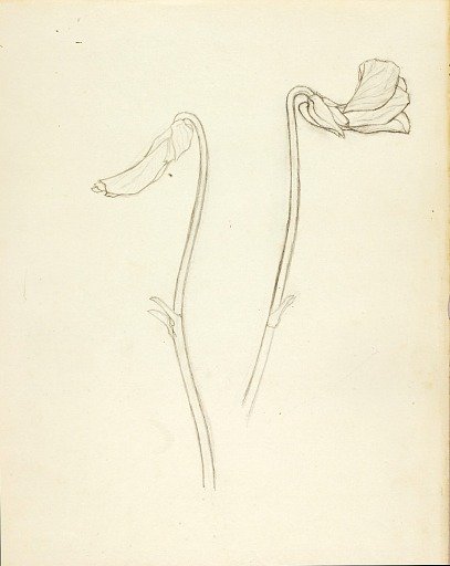 Closed and Open Flower