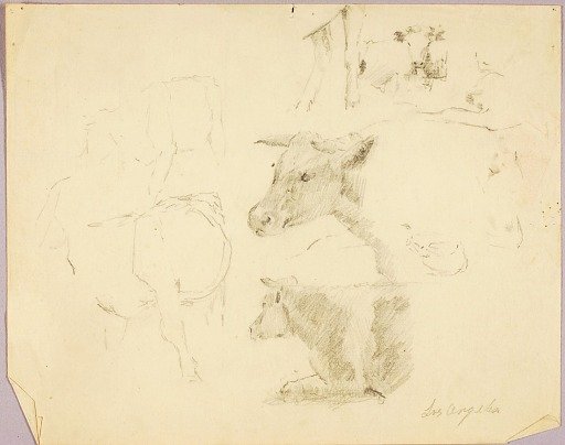 Cows