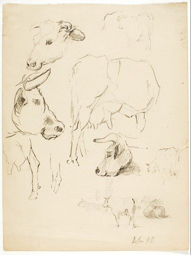 Cows