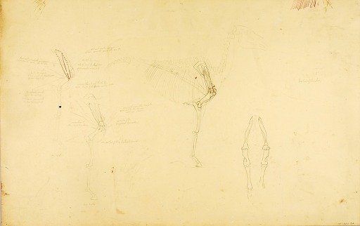 Horse Anatomy