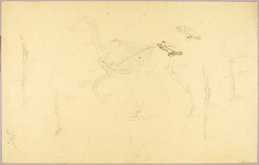 Horse Anatomy, Human Anatomy