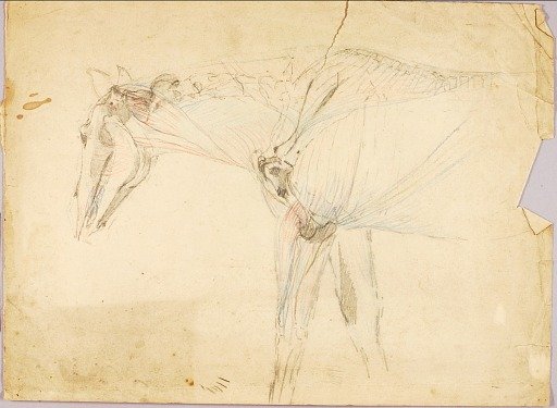 Horse Study