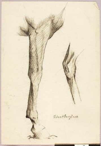 Horse Study