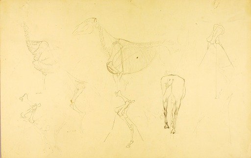 Horse's Anatomy