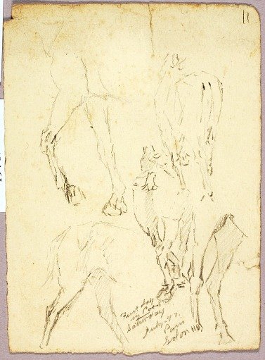Horses