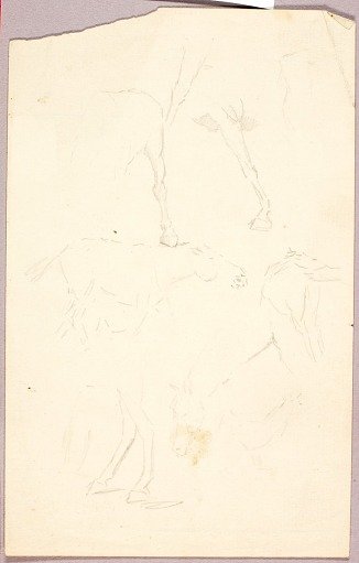 Horses