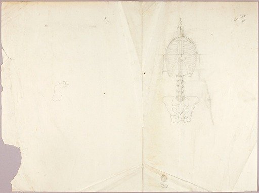 Human Anatomy