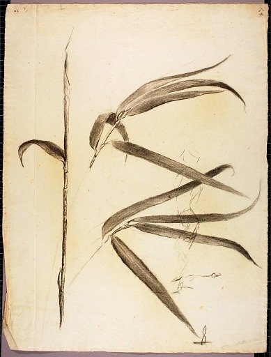 Leaves