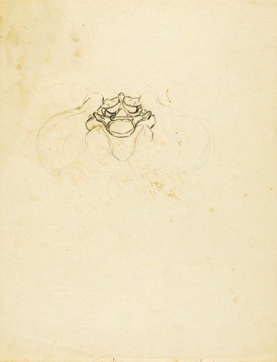 Pelvis