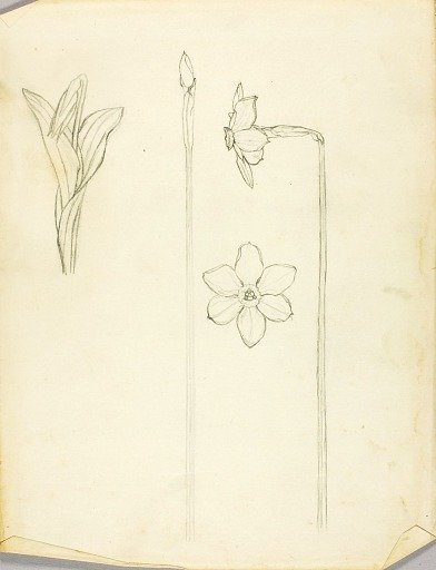 Plant Study