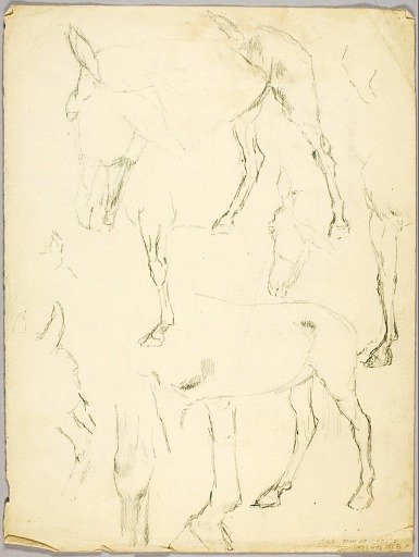 Portrait Study, Horse Study