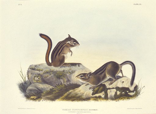 Townsend's Ground Squirrel