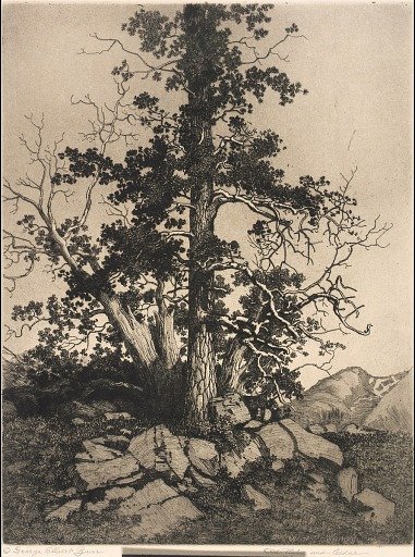 Old Pine and Cedar