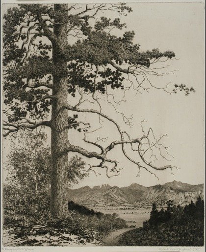 Old Pine, Estes Park