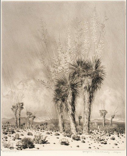 Springtime, Paradise Valley, Arizona