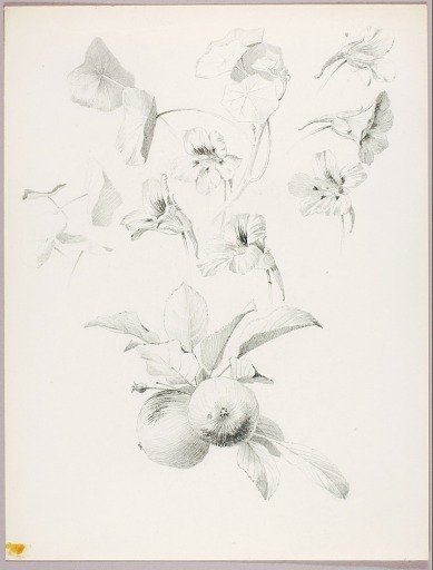 Untitled (Botanical Study)