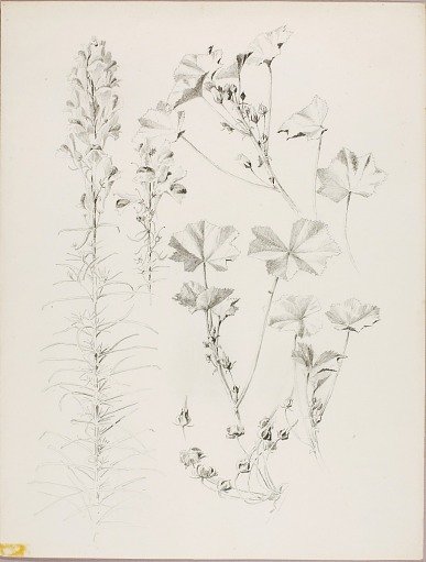 Untitled (Botanical Study)
