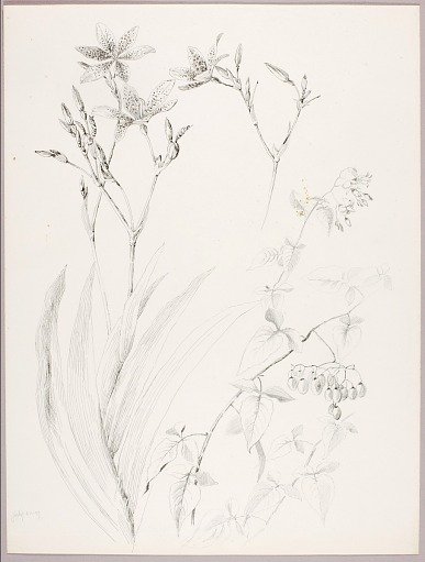 Untitled (Botanical Study)