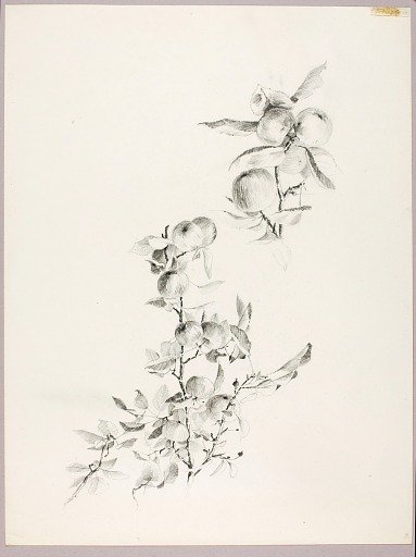 Untitled (Branches of Apple Tree)