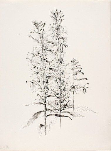 Untitled (Cardinal Flower, Lobelia Cardinalis)
