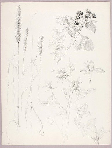 Untitled (Cattails, Clover, and Blackberries)