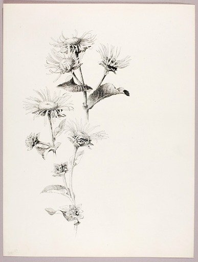 Untitled (Daisies)