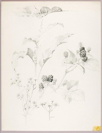 Untitled (Daisies and Blackberries)