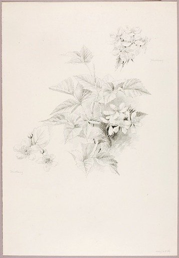 Untitled (Dewberry and Blackberry)