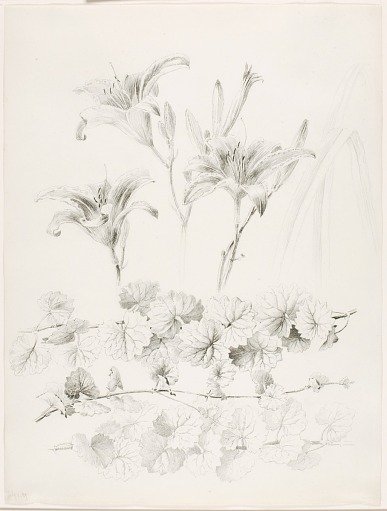 Untitled (Lilies and Ground-Ivy) (Glecoma Hederacea)