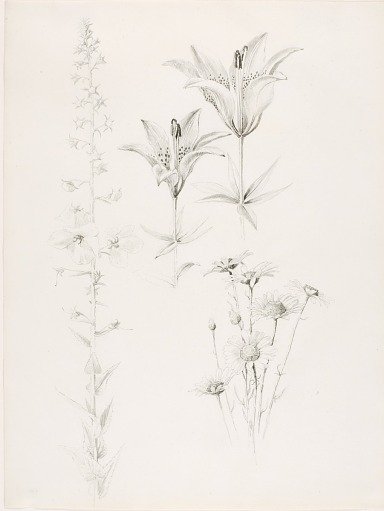 Untitled (Lily, Daisy, Hibiscus)