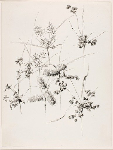 Untitled (Sedge Grasses)