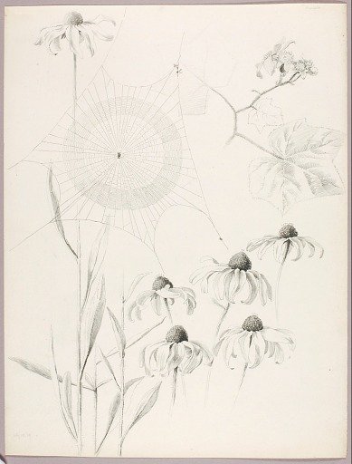 Untitled (Spiderweb and Daisies)