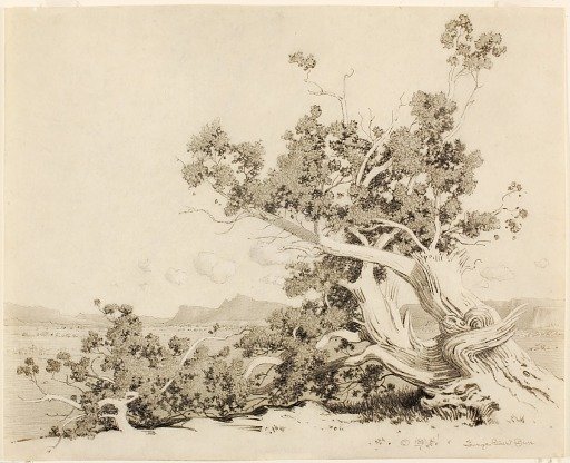Untitled (Study for Old Cedars, New Mexico)