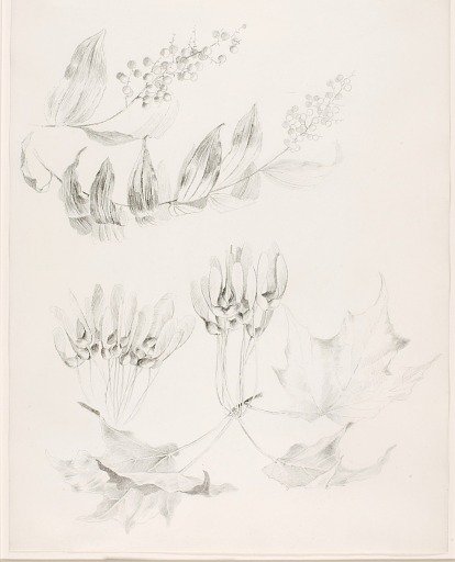 Untitled (Sugar Maple and False Solomon's-Seal)