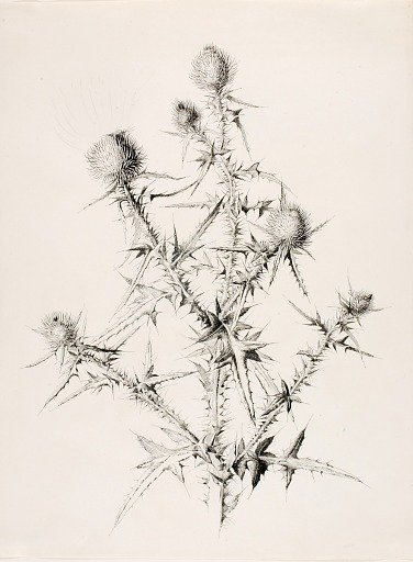 Untitled (Thistle)
