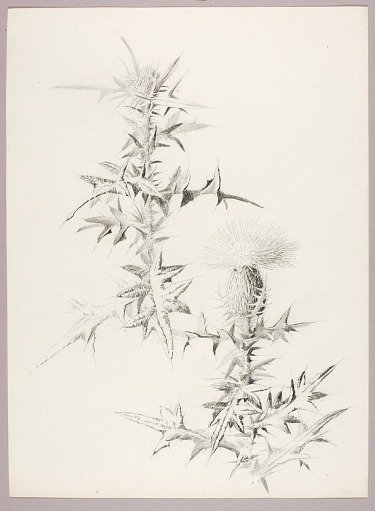 Untitled (Thistle)