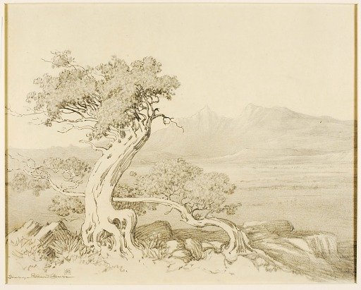 Untitled (transfer drawing for Old Cedars and Spanish Peaks)