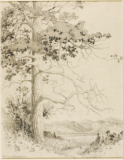 Untitled (transfer drawing for Old Pine, Estes Park)
