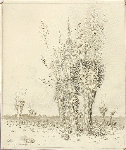 Untitled (transfer drawing for Springtime, Paradise Valley Arizona)
