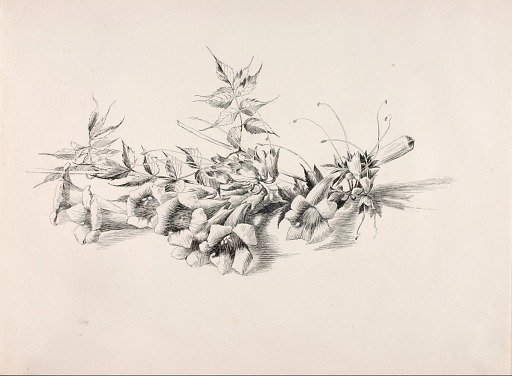 Untitled (Trumpet Vine, Campsis Radicans)