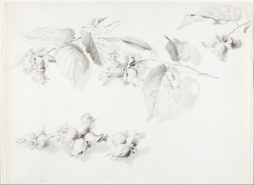 Untitled (Wild Hazelnut, Corylus Americana)