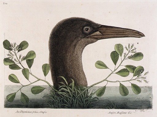 The Great Booby (An Thymelaea foliis obtusis, Anseri Bassano & c.)