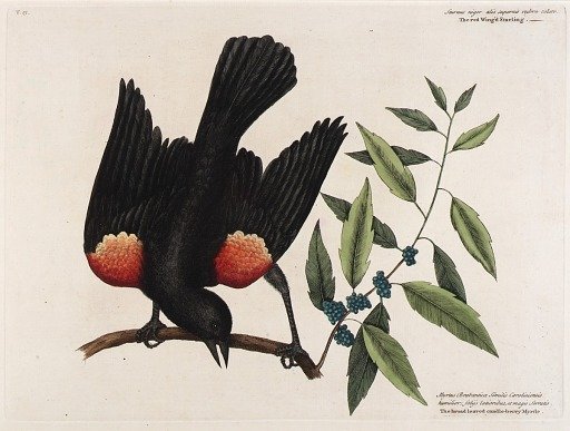 The red Wing'd Starling. The broad leaved candle-berry Myrtle.