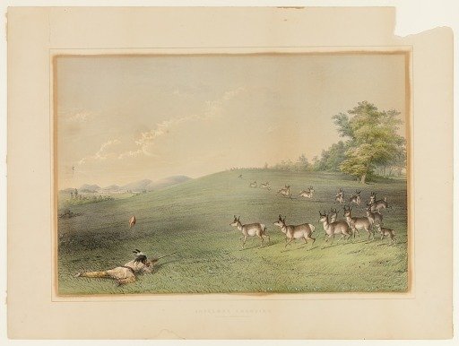 Antelope Shooting--no. 20